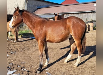 Quarter horse américain, Hongre, 1 Année, 152 cm, Bai