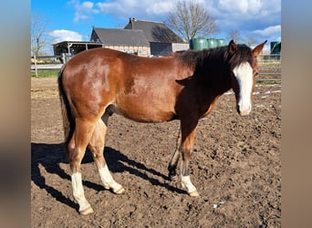 Quarter horse américain, Hongre, 1 Année, 152 cm, Bai