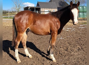 Quarter horse américain, Hongre, 1 Année, 152 cm, Bai