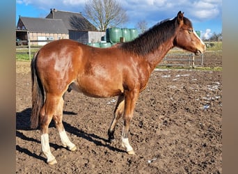 Quarter horse américain, Hongre, 1 Année, 152 cm, Bai