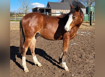 Quarter horse américain, Hongre, 1 Année, 152 cm, Bai