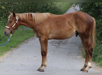 Quarter horse américain, Hongre, 1 Année, 155 cm, Alezan