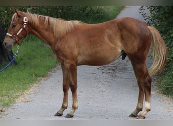 Quarter horse américain, Hongre, 1 Année, 155 cm, Alezan