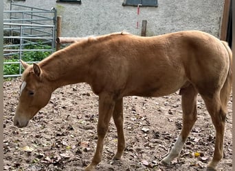 Quarter horse américain, Hongre, 1 Année, 155 cm, Champagne
