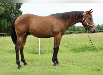 Quarter horse américain, Hongre, 1 Année, 158 cm, Bai