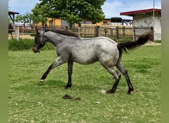 Quarter horse américain, Hongre, 1 Année, 158 cm, Rouan Bleu