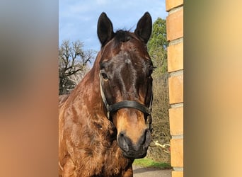 Quarter horse américain, Hongre, 20 Ans, 153 cm, Bai brun
