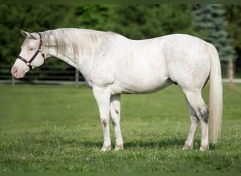 Quarter horse américain, Hongre, 20 Ans, 155 cm, Blanc