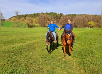 Quarter horse américain, Hongre, 21 Ans, 150 cm, Rouan Bleu