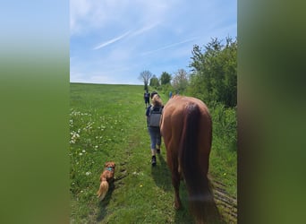 Quarter horse américain, Hongre, 22 Ans, 155 cm, Bai