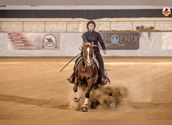 Quarter horse américain, Hongre, 22 Ans, Alezan brûlé