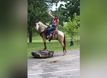 Quarter horse américain, Hongre, 2 Ans, 132 cm, Buckskin