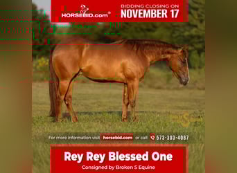 Quarter horse américain, Hongre, 2 Ans, 142 cm, Alezan cuivré