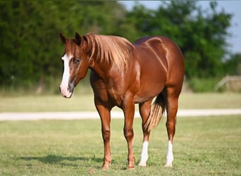 Quarter horse américain, Hongre, 2 Ans, 142 cm, Alezan cuivré