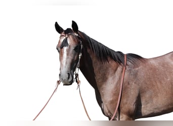 Quarter horse américain, Hongre, 2 Ans, 142 cm, Bai cerise