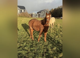Quarter horse américain, Hongre, 2 Ans, 146 cm