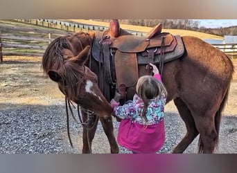 Quarter horse américain, Hongre, 2 Ans, 147 cm, Alezan cuivré