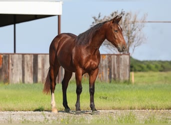 Quarter horse américain, Hongre, 2 Ans, 147 cm, Bai cerise