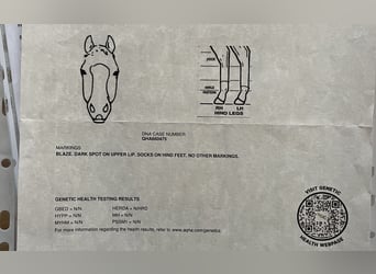 Quarter horse américain, Hongre, 2 Ans, 147 cm