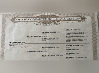 Quarter horse américain, Hongre, 2 Ans, 147 cm