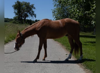 Quarter horse américain, Hongre, 2 Ans, 147 cm