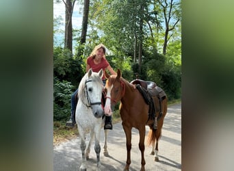 Quarter horse américain, Hongre, 2 Ans, 147 cm