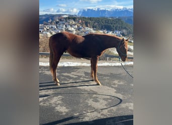 Quarter horse américain, Hongre, 2 Ans, 150 cm, Alezan brûlé