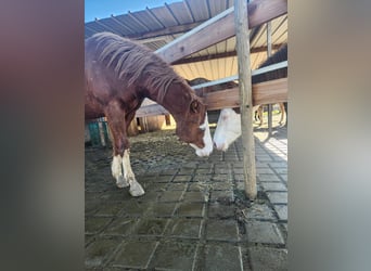 Quarter horse américain, Hongre, 2 Ans, 150 cm, Alezan