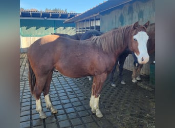 Quarter horse américain, Hongre, 2 Ans, 150 cm, Alezan