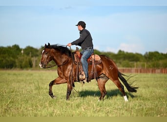 Quarter horse américain, Hongre, 2 Ans, 150 cm, Bai cerise