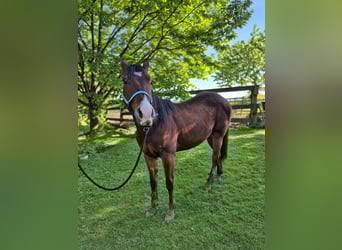 Quarter horse américain Croisé, Hongre, 2 Ans, 150 cm, Bai cerise