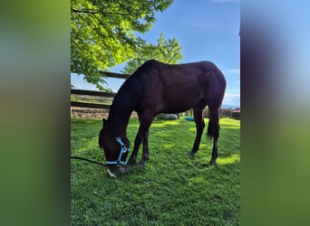 Quarter horse américain Croisé, Hongre, 2 Ans, 150 cm, Bai cerise