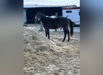 Quarter horse américain, Hongre, 2 Ans, 150 cm, Bai