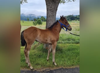 Quarter horse américain, Hongre, 2 Ans, 150 cm, Bai