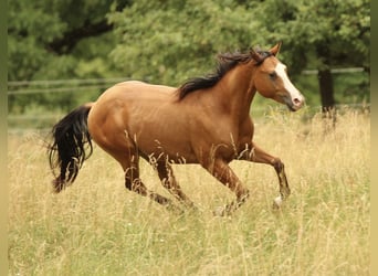 Quarter horse américain, Hongre, 2 Ans, 150 cm, Bai