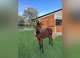 Quarter horse américain, Hongre, 2 Ans, 150 cm, Bai