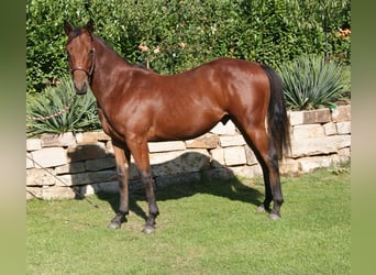 Quarter horse américain, Hongre, 2 Ans, 150 cm, Bai