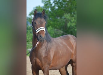 Quarter horse américain, Hongre, 2 Ans, 150 cm, Bai