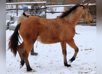 Quarter horse américain, Hongre, 2 Ans, 150 cm, Buckskin