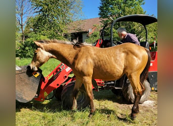 Quarter horse américain, Hongre, 2 Ans, 150 cm, Buckskin