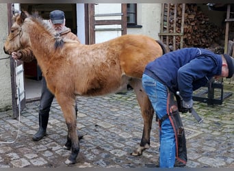 Quarter horse américain, Hongre, 2 Ans, 150 cm, Buckskin