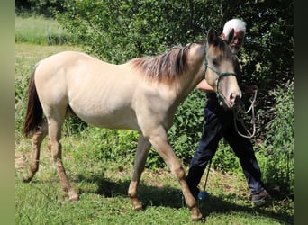 Quarter horse américain, Hongre, 2 Ans, 150 cm, Champagne