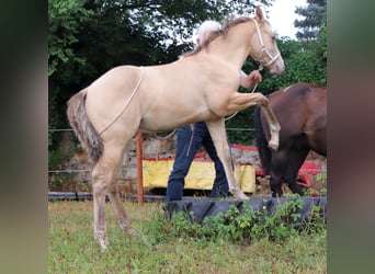 Quarter horse américain, Hongre, 2 Ans, 150 cm, Champagne