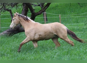 Quarter horse américain Croisé, Hongre, 2 Ans, 150 cm, Champagne