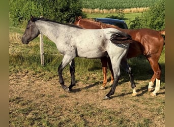 Quarter horse américain, Hongre, 2 Ans, 150 cm, Rouan Bleu
