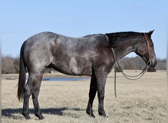 Quarter horse américain, Hongre, 2 Ans, 150 cm, Rouan Bleu