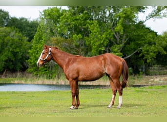 Quarter horse américain, Hongre, 2 Ans, 152 cm, Alezan cuivré