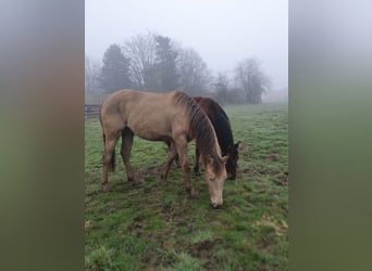 Quarter horse américain, Hongre, 2 Ans, 152 cm, Champagne