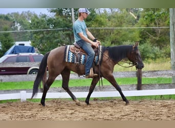 Quarter horse américain, Hongre, 2 Ans, 152 cm, Grullo