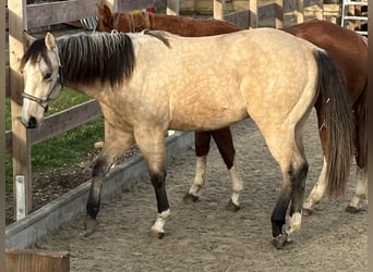 Quarter horse américain, Hongre, 2 Ans, 153 cm, Buckskin